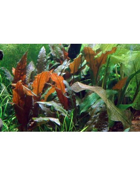 Cryptocoryne Mi Oya - Limited Edition